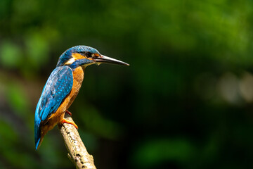 Eisvogel / Common Kingfisher
