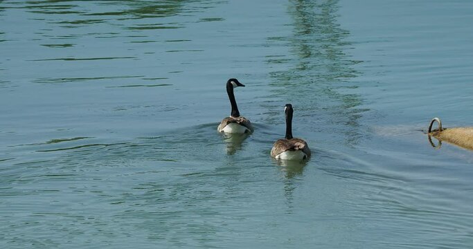 Branta canadensis |  Un couple de bernaches du Canada ou oies outardes nageant sur le Rhin entre la France et l'Allemagne
