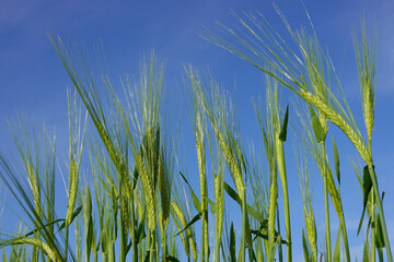 Weizenfeld in Nahaufnahme