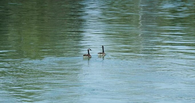 Branta canadensis |  Un couple de bernaches du Canada ou oies outardes nageant sur le Rhin entre la France et l'Allemagne
