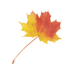 3d autumn maple leaf isolated on transparent background, png