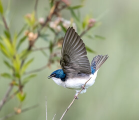 Tree Swallow close up blurred background