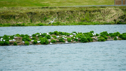 Birds in Iceland on a small island