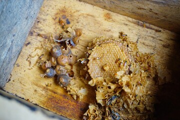 Beehive of mayan stingless bees tetragonisca angustula