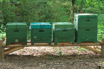 Beehive and bee colonies from a honey bee apiary