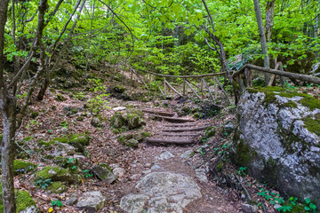 The footpath for hiking in dense forest.