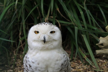 Snowy owl with white black feathers and orange black eyes in tundra area.