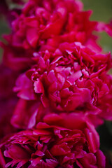 цветочном саду пионов
flower garden of peonies