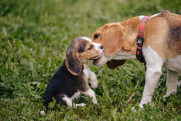 beagle puppy with mom