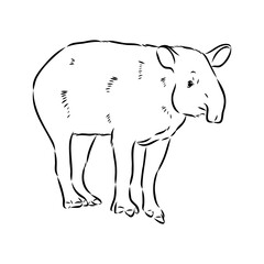 Tapir animal sketch engraving vector illustration. Scratch board style imitation. Hand drawn image.