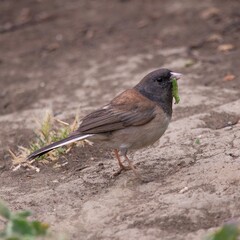 Dark-Eyed Junco Eating a Caterpillar