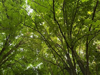 green leaves in sunlight