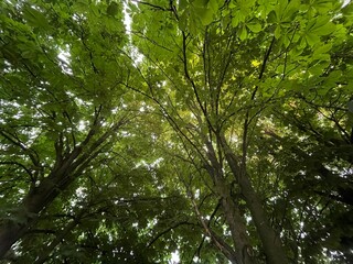 Fototapeta premium green leaves in the forest