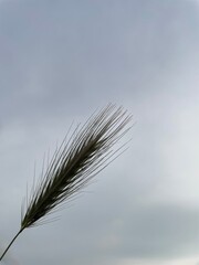 feather on the sky background