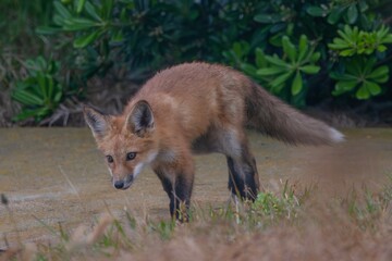 Red Fox