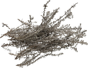 Dried Gray Herbs Spooky - Ready to use PNG Cutout Premium Isolated Image