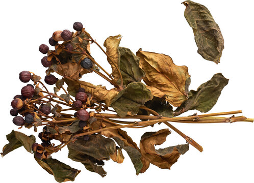 Dried Autumn Branch with Berries Rustic Botanical Element