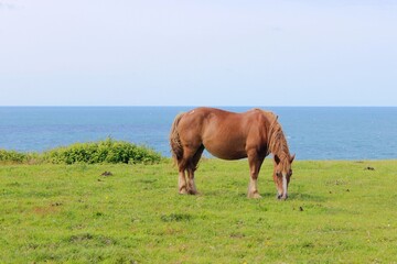 Obraz premium Wild free horse standing and feeding in the countryside next to the coast. Brown hair, which is blown by the wind. On the background, the sea. Profile of the animal. Empty space for text.