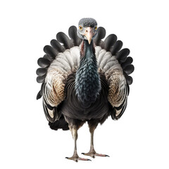 Wild turkey bird on a transparant background, PNG, Generative Ai