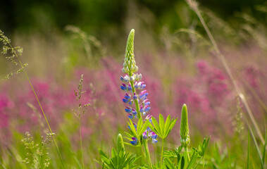 
Lilac and purple wild flowers in a curved shape. Lupine many-leaved, beautiful flower, wild flower in the field