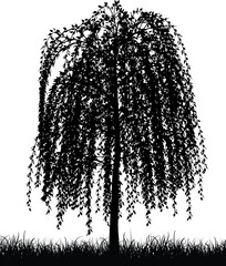 Silhouette of a weeping willow tree © Designpics
