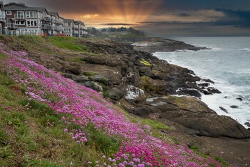 Oregon coast scene near Depoe Bay with sea thrift in forground and a hotel and headland in...
