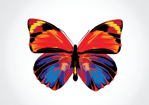Vector illustration - Beautiful Brightly multicolored Butterfly
