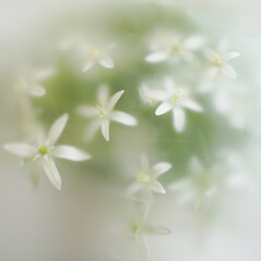 Bouquet of white garden flowers in abstract composition. Blurred floral background