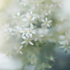 A bouquet of garden white flowers. Small white flowers in blur filter, close-up, floral background