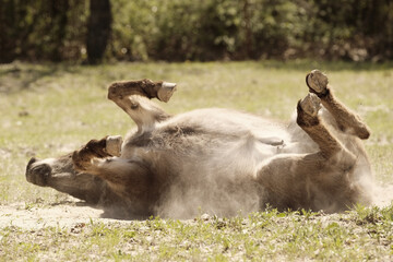 Fototapeta premium Mini donkey rolling for dust bath on Texas farm closeup during summer season.