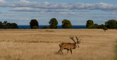 Deer. Deer pasture in the park. Denmark. Copenhagen.
