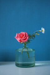 Beautiful fresh rose and white daisy in glass vase on blue background