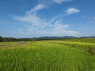 A Rice Fields in the sky blue