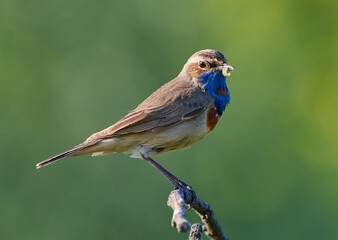 A blue-necked bird sits on a tree branch