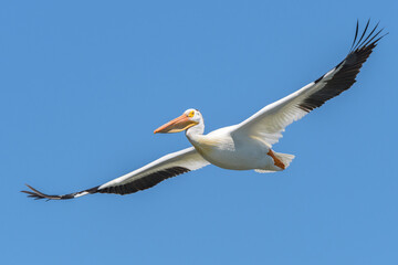 Fototapeta na wymiar American white pelican with wings outstretched flying against a blue sky 
