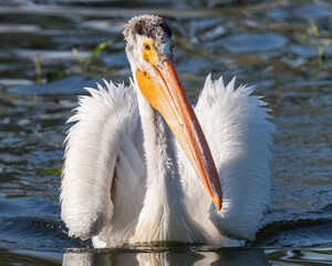 American white pelican with ruffled feathers and long bill close up