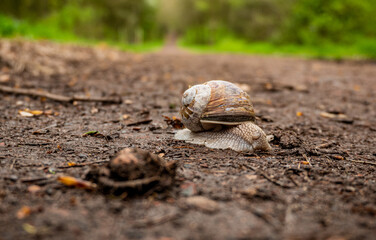 Tiny Predator: Winery Snail on the Prowl