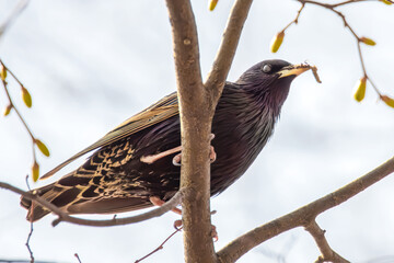 Star mit Insekten im Schnabel