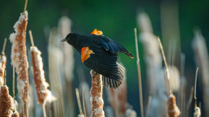 Red-Winged Blackbird sitting on Cattails - 607561677