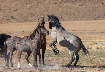Wild Horses in the Utah Dessert in Summer