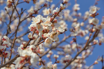 Selective focus of beautiful branches of white blossoms on the tree under blue sky, Beautiful Sakura flowers during spring season in the park, Floral pattern texture, Nature background.