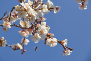 Selective focus of beautiful branches of white blossoms on the tree under blue sky, Beautiful Sakura flowers during spring season in the park, Floral pattern texture, Nature background.