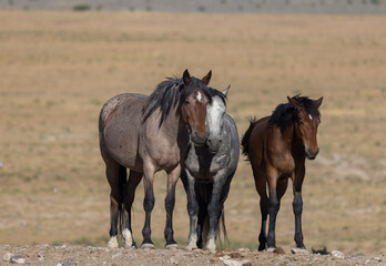 Obraz premium Wild Horses in the Utah Dessert in Summer