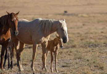 Fototapeta premium Wild Horses in the Utah Dessert in Summer