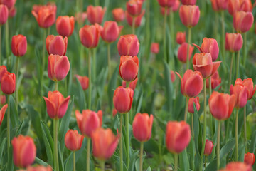 Obraz premium Flower bed with the blooming red tulips
