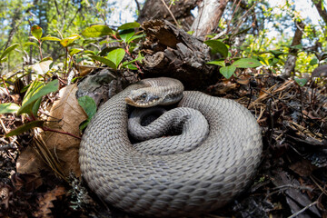 Gravid eastern hognose snake found under a fallen pitch pine in Massachusetts 