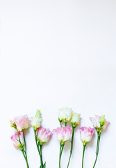 Beautiful eustoma flowers on a white background with space for a copy. Floral background, vertical banner, flowers on green twigs, Pink and white eustomas on a light background with space for text