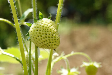 Grüne unreife Erdbeere in Makroaufnahme