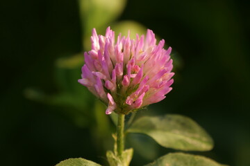 beautiful flowering clover close up