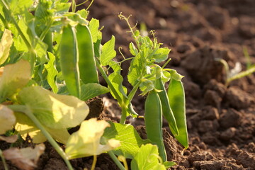 peas grow in the garden